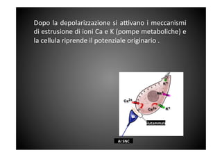 Dopo	
 la	
 depolarizzazione	
 si	
 a^vano	
 i	
 meccanismi	
 
di	
 estrusione	
 di	
 ioni	
 Ca	
 e	
 K	
 (pompe	
 metaboliche)	
 e	
 
la	
 cellula	
 riprende	
 il	
 potenziale	
 originario	
 .	
 
	
 
Al	
 SNC	
 
Glutammato	
 
 