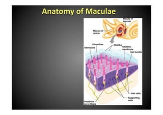 Anatomy	
 of	
 Maculae	
 
 