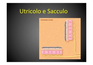 Utricolo	
 e	
 Sacculo	
 
 