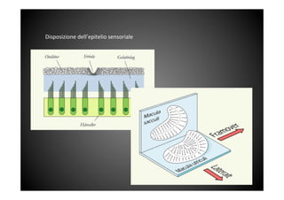 Disposizione	
 dell’epitelio	
 sensoriale	
 	
 
 