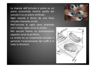 La	
  macula	
  dell’utricolo	
  è	
  posta	
  su	
  un	
 
piano	
  orizzontale	
  mentre	
  quella	
  del	
 
sacculo	
 è	
 su	
 un	
 piano	
 ver&cale	
 .	
 
Ogni	
  macula	
  è	
  divisa	
  da	
  una	
  linea	
 
virtuale	
 chiamata	
 striola	
 .	
 	
 
Nell’utricolo	
  le	
  ciglia	
  sono	
  orientate	
 
con	
 il	
 chino	
 ciglio	
 verso	
 la	
 striola.	
 	
 
Nel	
  sacculo	
  hanno	
  un	
  orientamento	
 
opposto	
 verso	
 la	
 periferia.	
 	
 
La	
 striola	
 ha	
 un	
 andamento	
 arcuato	
 e	
 
pertanto	
 l’orientamento	
 dei	
 ciuﬃ	
 è	
 in	
 
tu<e	
 le	
 direzioni.	
 
	
 
 