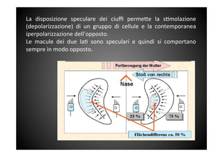La	
  disposizione	
  speculare	
  dei	
  ciuﬃ	
  perme<e	
  la	
  s&molazione	
 
(depolarizzazione)	
  di	
  un	
  gruppo	
  di	
  cellule	
  e	
  la	
  contemporanea	
 
iperpolarizzazione	
 dell’opposto.	
 	
 
Le	
  macule	
  dei	
  due	
  la&	
  sono	
  speculari	
  e	
  quindi	
  si	
  comportano	
 
sempre	
 in	
 modo	
 opposto.	
 	
 
	
 
 