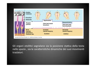 Gli	
 organi	
 otoli&ci	
 segnalano	
 sia	
 la	
 posizione	
 sta&ca	
 della	
 testa	
 
nello	
 spazio	
 ,	
 sia	
 le	
 cara<eris&che	
 dinamiche	
 dei	
 suoi	
 movimen&	
 
traslatori.	
 
 