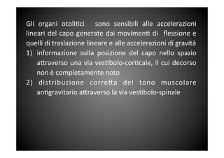Gli	
  organi	
  otoli&ci	
  	
  sono	
  sensibili	
  alle	
  accelerazioni	
 
lineari	
 del	
 capo	
 generate	
 dai	
 movimen&	
 di	
  	
 ﬂessione	
 e	
 
quelli	
 di	
 traslazione	
 lineare	
 e	
 alle	
 accelerazioni	
 di	
 gravità	
 
1)  informazione	
  sulla	
  posizione	
  del	
  capo	
  nello	
  spazio	
 
a<raverso	
 una	
 via	
 ves&bolo-­‐cor&cale,	
 il	
 cui	
 decorso	
 
non	
 è	
 completamente	
 noto	
 	
 
2)	
  distribuzione	
  corre<a	
  del	
  tono	
  muscolare	
 
an&gravitario	
 a<raverso	
 la	
 via	
 ves&bolo-­‐spinale	
 	
 	
 
	
 
 