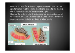 Quando	
 la	
 testa	
 ﬂe<e	
 il	
 ve<ore	
 gravitazionale	
 provoca	
 	
 	
 uno	
 
spostamento	
  rela&vo	
  della	
  membrana	
  rispe<o	
  la	
  macula	
 
che	
 si	
 traduce	
 in	
 una	
 deﬂessione	
 delle	
 ciglia	
 .	
 	
 
Quando	
  la	
  testa	
  ere<a	
  è	
  so<oposta	
  ad	
  un	
  movimento	
  di	
 
t r a s l a z i o n e ,	
  l a	
  m e m b r a n a	
  o t o l i & c a	
  r i m a n e	
 
temporaneamente	
 indietro	
 rispe<o	
 alla	
 macula	
 	
 
	
 
 