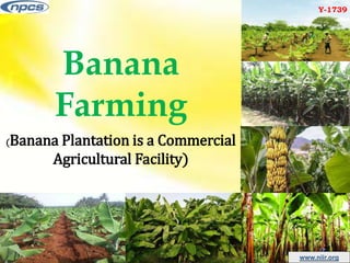 www.entrepreneurindia.co www.niir.org
Banana
Farming
(Banana Plantation is a Commercial
Agricultural Facility)
Y-1739
 