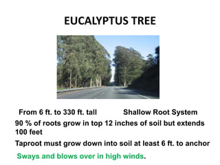 EUCALYPTUS TREE
From 6 ft. to 330 ft. tall Shallow Root System
90 % of roots grow in top 12 inches of soil but extends
100 feet
Taproot must grow down into soil at least 6 ft. to anchor
Sways and blows over in high winds.
 