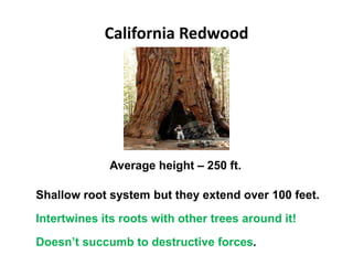 California Redwood
Average height – 250 ft.
Shallow root system but they extend over 100 feet.
Intertwines its roots with other trees around it!
Doesn’t succumb to destructive forces.
 