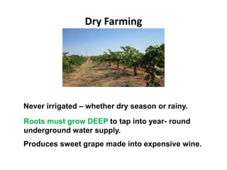 Dry Farming
Never irrigated – whether dry season or rainy.
Roots must grow DEEP to tap into year- round
underground water supply.
Produces sweet grape made into expensive wine.
 