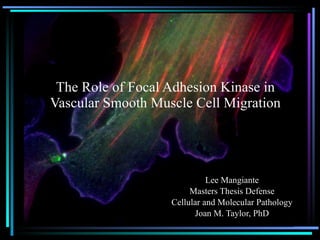 The Role of Focal Adhesion Kinase in Vascular Smooth Muscle Cell Migration Lee Mangiante Masters Thesis Defense Cellular and Molecular Pathology Joan M. Taylor, PhD 
