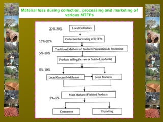 OVERVIEW OF NTFP | PPTX