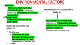 ENVIRONMENTAL FACTORS
i. Moisture
-Rain, dew, high humidity.
-Dominant factor in diseases
caused by oomycetes, bacteria &
nematodes.
ii.Temperature
- Affects disease cycles of
pathogens
Diseasedevelopment is also
affected by
 Time factors
• Season of the year
• Duration & frequency of
favorable temp. & rains
• Appearance of vectors, etc.
 Humans
How HumansAffect Development of
Epidemics
• Site Selection & Preparation.
• Selection of Propagative Material.
• Introduction of Exotic Pathogens.
• Cultural Practices.
• Disease control measures.
 