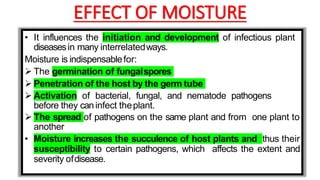 EFFECT OF MOISTURE
• It influences the initiation and development of infectious plant
diseasesin many interrelatedways.
Moisture is indispensablefor:
 The germination of fungalspores
 Penetration of the host by the germ tube
 Activation of bacterial, fungal, and nematode pathogens
before they caninfect theplant.
 The spread of pathogens on the same plant and from one plant to
another
• Moisture increases the succulence of host plants and thus their
susceptibility to certain pathogens, which affects the extent and
severity ofdisease.
 