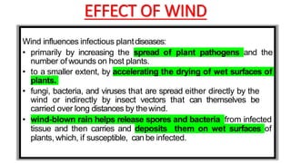 EFFECT OF WIND
Wind influences infectious plantdiseases:
• primarily by increasing the spread of plant pathogens and the
number of wounds on host plants.
• to a smaller extent, by accelerating the drying of wet surfaces of
plants.
• fungi, bacteria, and viruses that are spread either directly by the
wind or indirectly by insect vectors that can themselves be
carried over long distances by thewind.
• wind-blown rain helps release spores and bacteria from infected
tissue and then carries and deposits them on wet surfaces of
plants, which, if susceptible, can be infected.
 