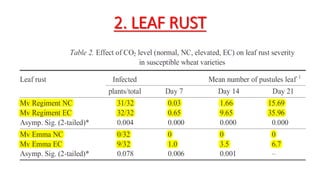 2. LEAF RUST
 