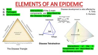 ELEMENTS OF AN EPIDEMIC
1) Host
2) Pathogen
3) Environment
Interactions of the 3 main
components are described by
the disease triangle.
The Disease Triangle
Disease development is also affected by
4. Time
5. Humans
Disease Tetrahedron
Interactions of the 5
components are described by
the disease pyramid.
 