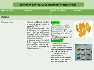 Different postharvest disorders in fruit crops-
NAME OF CROPS SYMPTOMS Causes and controls- PICTURES-
MANGO-
1-Spongy tissue - Cheema and Dhani was first
to observe spongy tissues in
mango in 1934.
- Which is characterized by the
development of non-edible,
sour, yellowish and sponge
like patch with or without air
pocket in the mesocarp of the
fruit during ripening.
- In extreme cases, the whole
fleshy portion becomes too
soft resembling bacterial rot. -
It is a major hindrance for
Alphonso growers.
Causes-
-This is caused because
ripening enzymes during
fruit maturation stage
become inactive due to high
temperature, convective
heat.
-Post harvest exposure of
fruit to sunlight.
CONTROLS-
-Harvesting of fruits at
3/4th maturity stage.
• Post harvest exposure to
low temperatures between
10-15°C for 10-18 hrs
• Use of black poly-
ethylene mulch.
• Grow resistant varieties
like Ratna, Arka Puneet
and Arka Aruna etc.
 