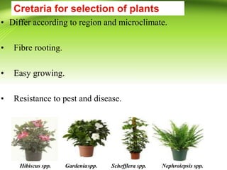 • Differ according to region and microclimate.
• Fibre rooting.
• Easy growing.
• Resistance to pest and disease.
Cretaria for selection of plants
Hibiscus spp. Gardeniaspp. Schefflera spp. Nephroiepsis spp.
 