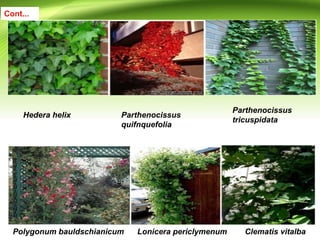 Hedera helix
Parthenocissus
tricuspidata
Parthenocissus
quifnquefolia
Polygonum bauldschianicum Lonicera periclymenum Clematis vitalba
Cont...
 