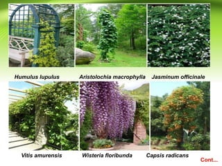 Humulus lupulus Aristolochia macrophylla Jasminum officinale
Vitis amurensis Wisteria floribunda Capsis radicans
Cont...
 