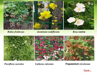 Rubus fruiticous Jasminum nodiflorum Rosa canina
Passiflora caerulea Lathyrus odoratus Tropaeolum tricolorum
Cont...
 