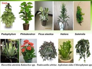 Podophyllum Philodendron Ficus elastica Hatiora Soleirolia
Haworthia attenioia Kalanchoe spp. Tradescanlia zebrina Asplenium nidus Chlorophytum spp.
Cont...
 