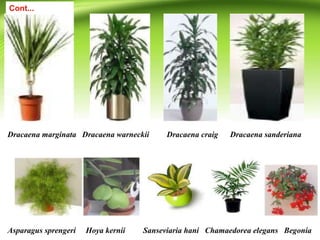 Dracaena marginata Dracaena warneckii Dracaena craig Dracaena sanderiana
Asparagus sprengeri Hoya kernii Sanseviaria hani Chamaedorea elegans Begonia
Cont...
 