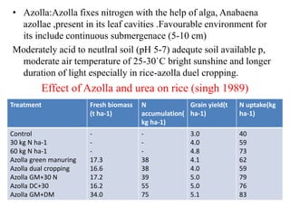 • Azolla:Azolla fixes nitrogen with the help of alga, Anabaena
azollae ,present in its leaf cavities .Favourable environment for
its include continuous submergenace (5-10 cm)
Moderately acid to neutlral soil (pH 5-7) adequte soil available p,
moderate air temperature of 25-30`C bright sunshine and longer
duration of light especially in rice-azolla duel cropping.
Effect of Azolla and urea on rice (singh 1989)
Treatment Fresh biomass
(t ha-1)
N
accumulation(
kg ha-1)
Grain yield(t
ha-1)
N uptake(kg
ha-1)
Control
30 kg N ha-1
60 kg N ha-1
Azolla green manuring
Azolla dual cropping
Azolla GM+30 N
Azolla DC+30
Azolla GM+DM
-
-
-
17.3
16.6
17.2
16.2
34.0
-
-
-
38
38
39
55
75
3.0
4.0
4.8
4.1
4.0
5.0
5.0
5.1
40
59
73
62
59
79
76
83
 