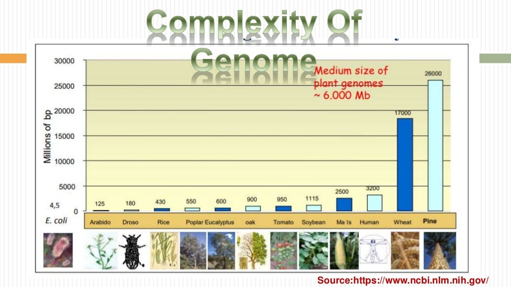 CROP GENOME SEQUENCING