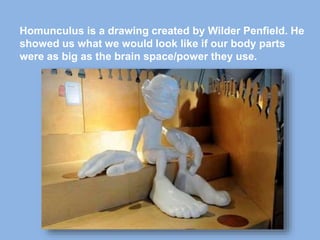 Homunculus is a drawing created by Wilder Penfield. He
showed us what we would look like if our body parts
were as big as the brain space/power they use.
 