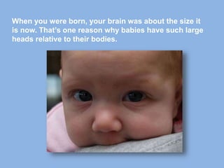 When you were born, your brain was about the size it
is now. That’s one reason why babies have such large
heads relative to their bodies.
 