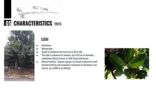 LUDAI
● Deciduous
● Monoecious
● Small to medium-sized trees up to 30 m tall
● The bole is columnar to sinuous, up to 60 cm in diameter,
sometimes fluted at base or with steep buttresses.
● Natural habitat : Sapium species are found scattered in well
drained primary and secondary evergreen to deciduous rain
forests, up to 800 m of altitude.
TREESCHARACTERISTICS05
 