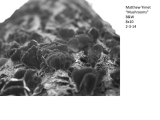 Matthew Yimet
“Mushrooms”
B&W
8x10
2-3-14

 
