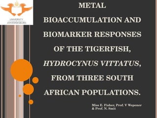 METAL BIOACCUMULATION AND BIOMARKER RESPONSES OF THE TIGERFISH,  HYDROCYNUS VITTATUS , FROM THREE SOUTH AFRICAN POPULATIONS. ,[object Object]