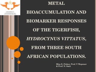METAL BIOACCUMULATION AND BIOMARKER RESPONSES OF THE TIGERFISH,  HYDROCYNUS VITTATUS , FROM THREE SOUTH AFRICAN POPULATIONS. Miss E. Fisher, Prof. V Wepener & Prof. N. Smit 