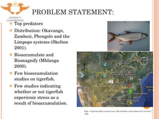PROBLEM STATEMENT: Top predators Distribution: Okavango, Zambezi, Phongolo and the Limpopo systems (Skelton 2001). Bioaccumulate and Biomagnify (Mhlanga 2000). Few bioaccumulation studies on tigerfish. Few studies indicating whether or not tigerfish experience stress as a result of bioaccumulation. 