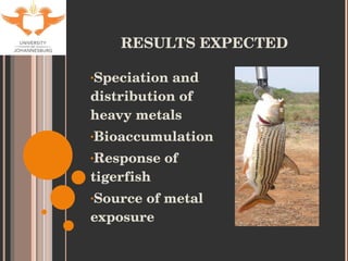 RESULTS EXPECTED Speciation and distribution of heavy metals Bioaccumulation Response of tigerfish Source of metal exposure 