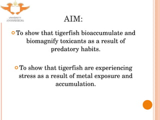 AIM: To show that tigerfish bioaccumulate and biomagnify toxicants as a result of predatory habits. To show that tigerfish are experiencing stress as a result of metal exposure and accumulation. 