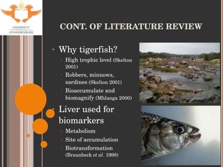 CONT. OF LITERATURE REVIEW Why tigerfish? High trophic level  (Skelton 2001) Robbers, minnows, sardines  (Skelton 2001) Bioaccumulate and biomagnify  (Mhlanga 2000) Liver used for biomarkers Metabolism Site of accumulation Biotransformation  (Braunbeck  et al . 1998) 