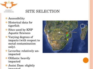 SITE SELECTION Accessibility Historical data for tigerfish Sites used by KNP Aquatic Sciences Varying degrees of impacts (with respect to metal contamination only). Levuvhu: relatively un-impacted Olifants: heavily impacted Jozini Dam: slightly impacted 