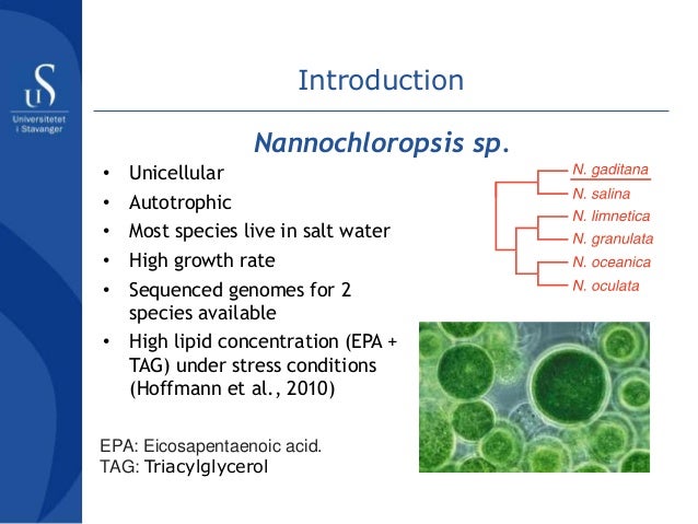 Nannochloropsis gaditana, Master thesis