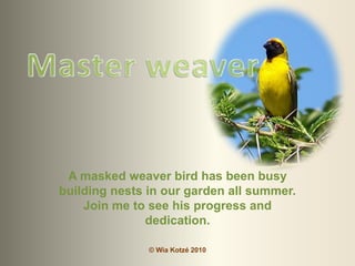 Master weaver A masked weaver bird has been busy building nests in our garden all summer. Join me to see his progress and dedication. © WiaKotzé 2010 