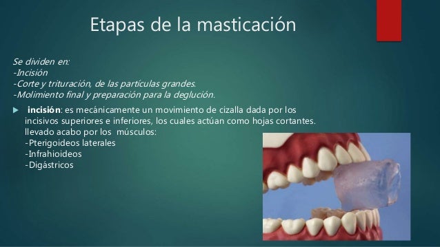 Masticación, deglución y digestión