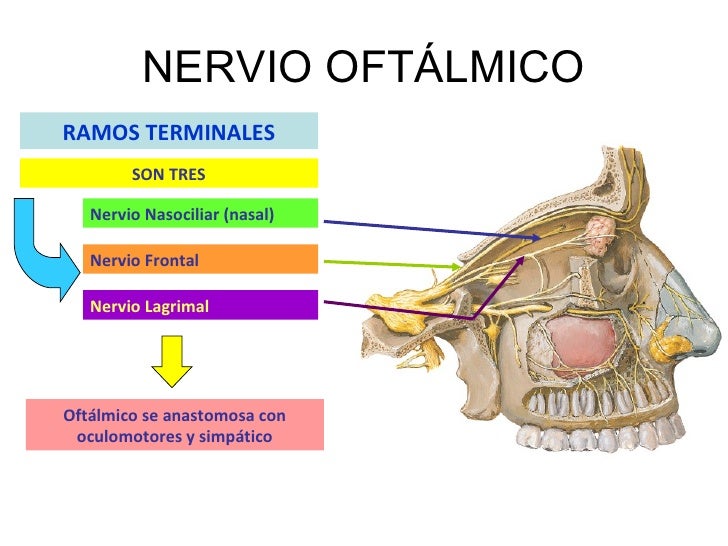 Resultado de imagen para rama oftalmica