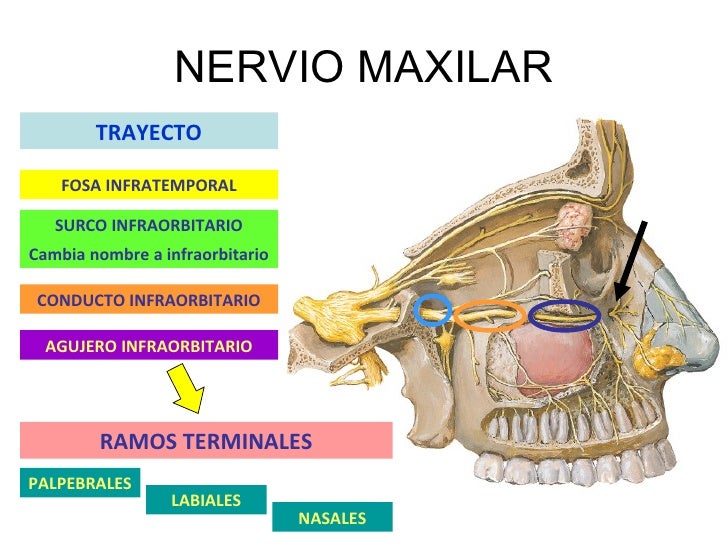 N.Maxilar
