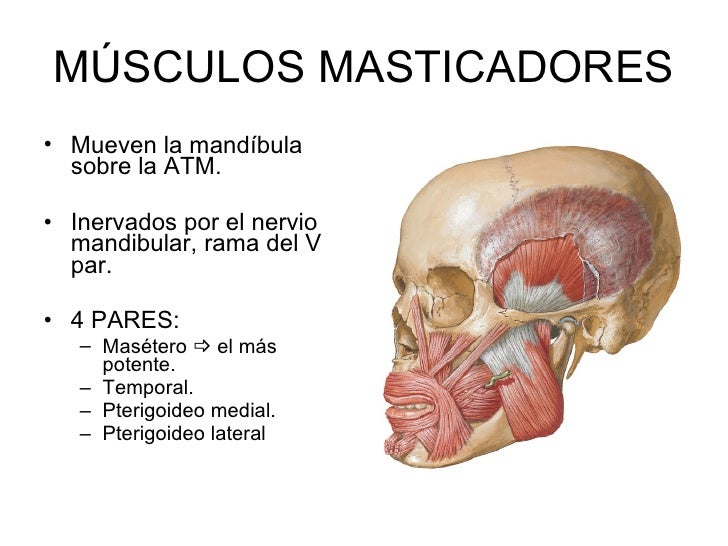 Resultado de imagen para músculos de la masticación