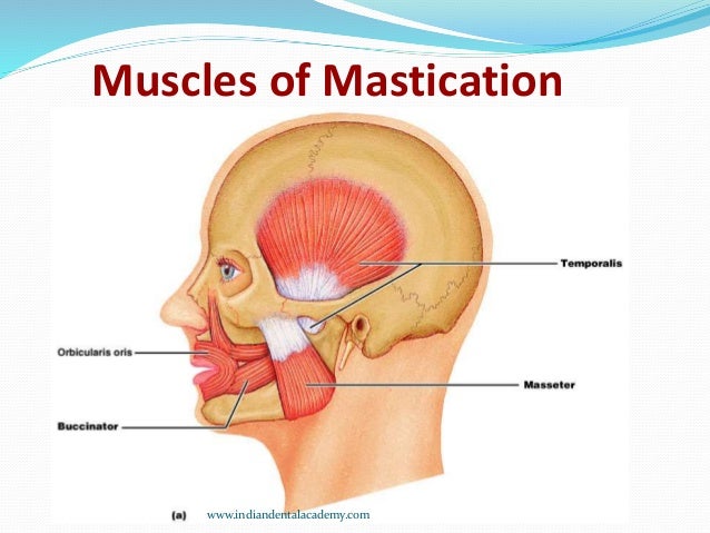 mastication orthodontic courses by