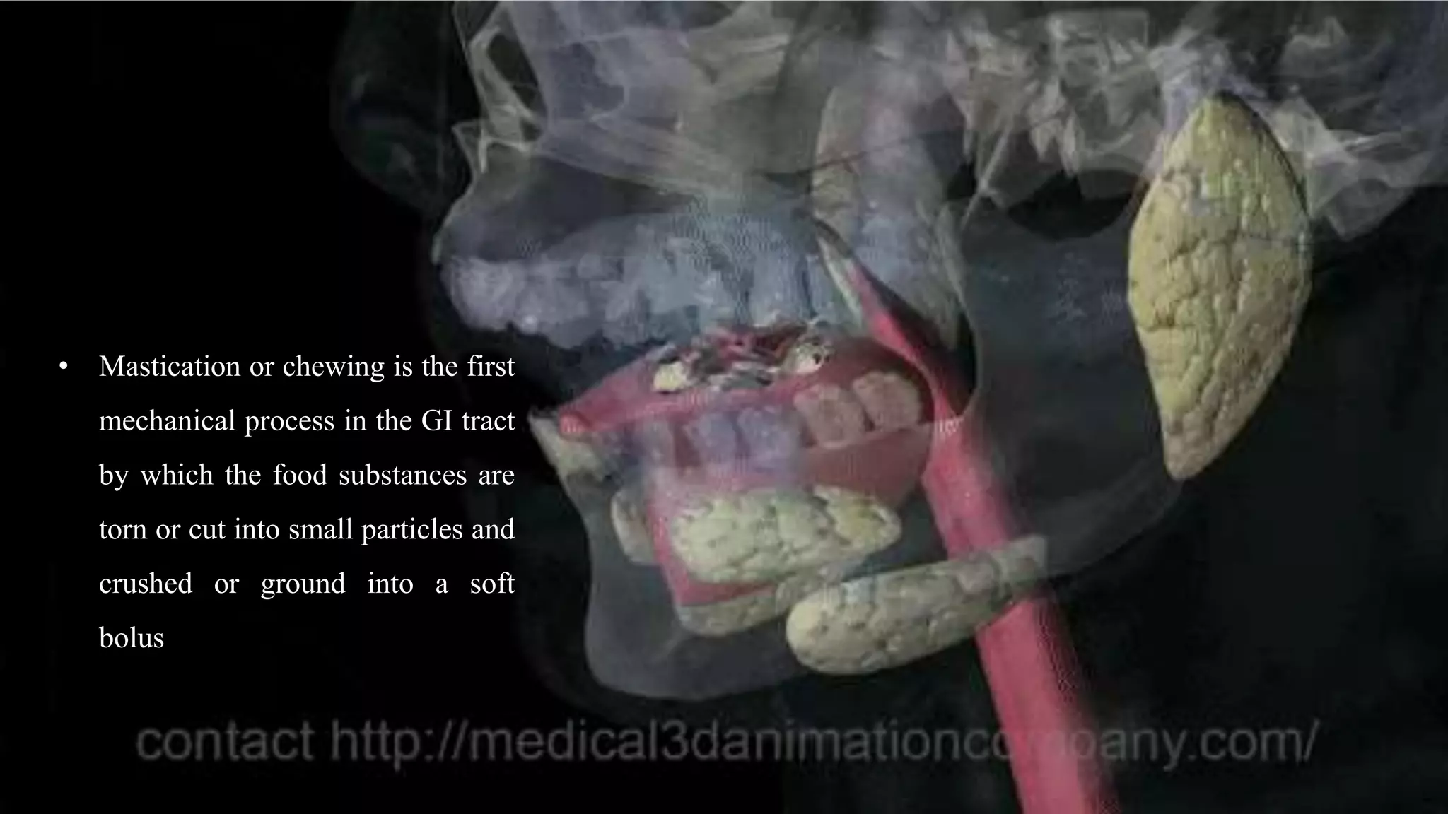 • Mastication or chewing is the first
mechanical process in the GI tract
by which the food substances are
torn or cut into small particles and
crushed or ground into a soft
bolus
 