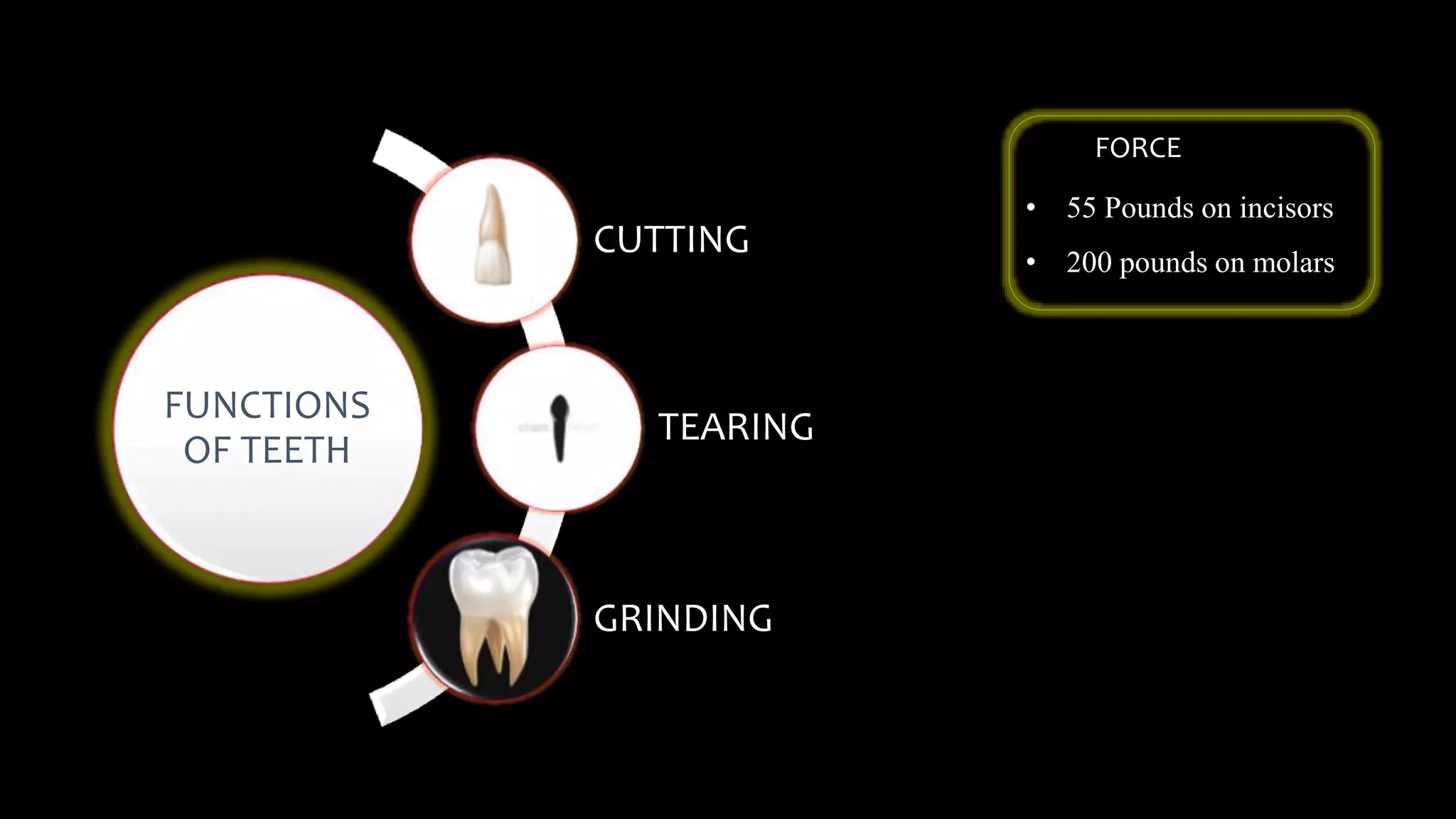 FUNCTIONS
OF TEETH
CUTTING
TEARING
GRINDING
FORCE
• 55 Pounds on incisors
• 200 pounds on molars
 
