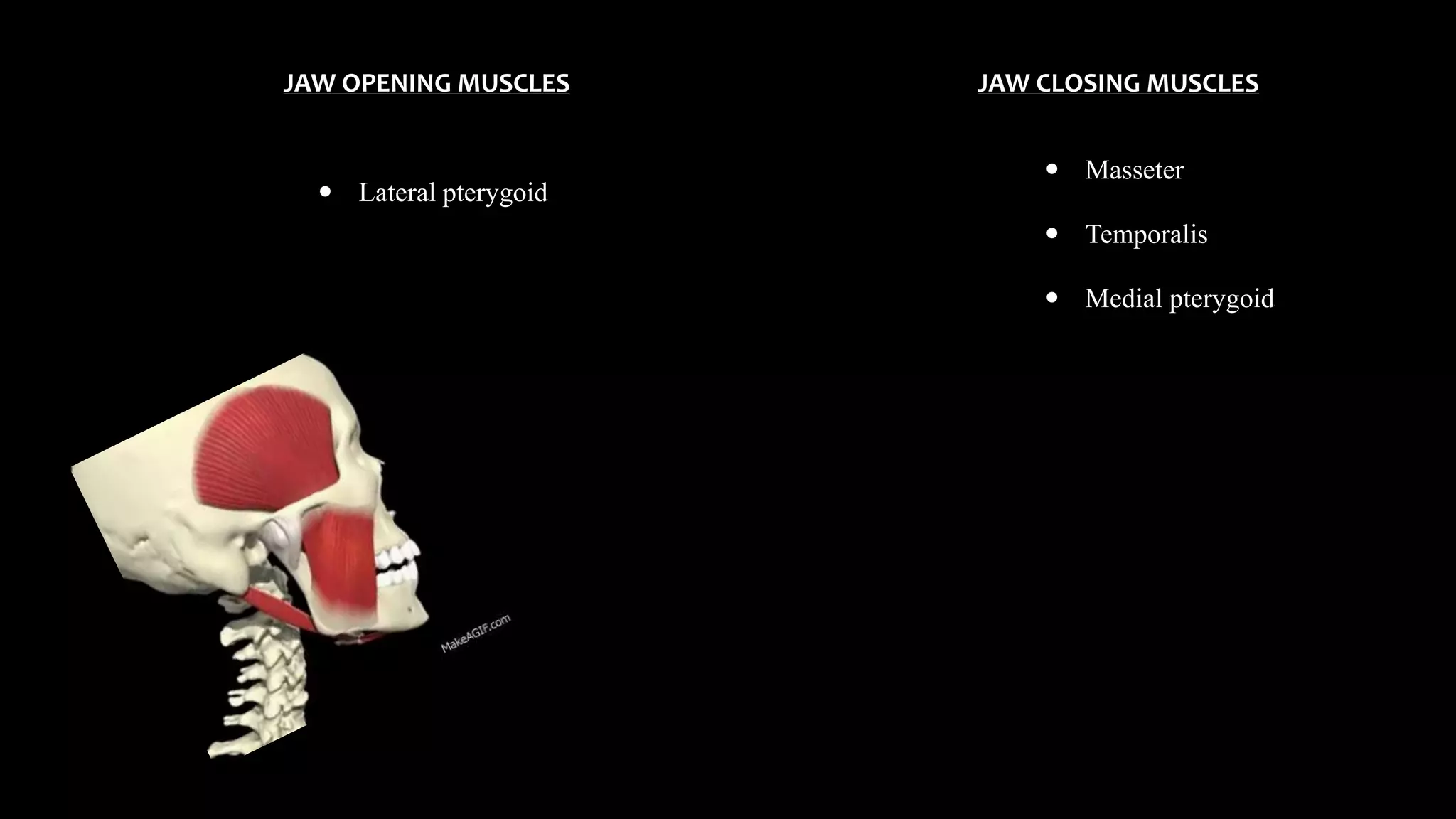 JAW CLOSING MUSCLESJAW OPENING MUSCLES
 Lateral pterygoid
 Masseter
 Temporalis
 Medial pterygoid
 